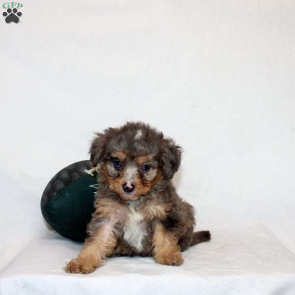 Lavina, Mini Bernedoodle Puppy